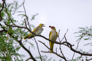 Genç Avrasya Altın Oriole veya Oriolus oriolus yavruları besler.