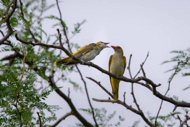 Genç Avrasya Altın Oriole veya Oriolus oriolus yavruları besler.