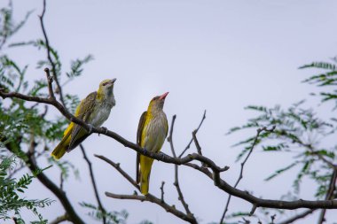 Genç Avrasya Altın Oriole veya Oriolus oriolus.