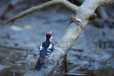 Suriyeli ağaçkakan ya da Dendrocopos Syriacus vahşi doğaya yakın.