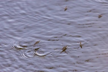 Kaptan veya Gerridae, gölde eşleştirme Hemiptera su.