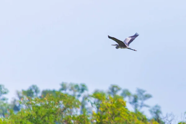 Grey Heron Ardea Cinerea Tijdens Vlucht — Stockfoto