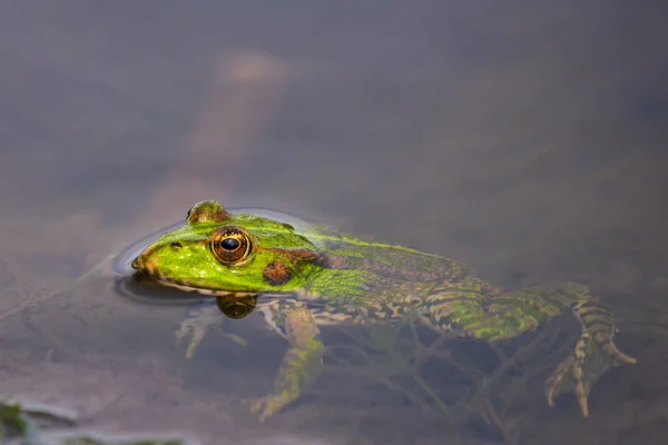 Żaba Stawie Wodnym Dzikiej Przyrodzie — Zdjęcie stockowe