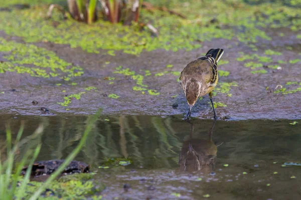 Femme Western Yellow Wagtail Motacilla Flava Dans Nature Sauvage — Photo