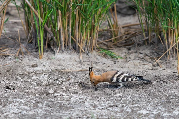 Hoopoe Eurasiático Hoopoe Común Upupa Epops — Foto de Stock