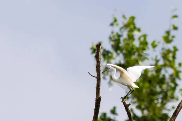 Westelijk Rif Heron Egretta Gularis Wilde Natuur — Stockfoto
