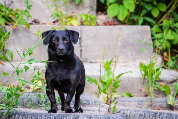 Leuke Zwarte Hond Staat Buiten Natuur — Stockfoto