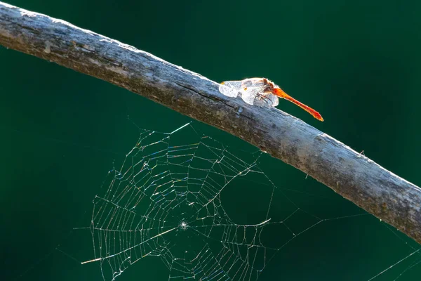 Nahaufnahme Der Libelle Auf Dem Ast — Stockfoto