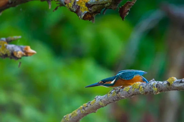Kingfisher Européen Commun Alcedo Moment Prêt Décoller — Photo