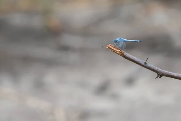 Blue Skimmer Dragonfly Close Photograph Blue Skimmer Dragonfly Perched Branch — Stock Photo, Image