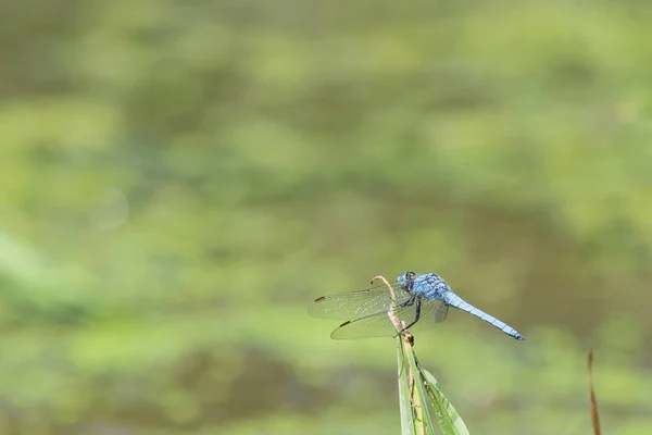 Blaue Skimmer Libelle Nahaufnahme Einer Blauen Skimmer Libelle Die Auf — Stockfoto