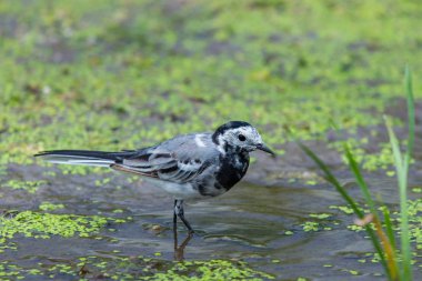 Genç beyaz kuyruklu veya Motacilla alba vahşi doğada