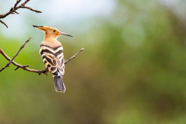 The Hoopoe or Upupa Epops perched on a tree. clipart