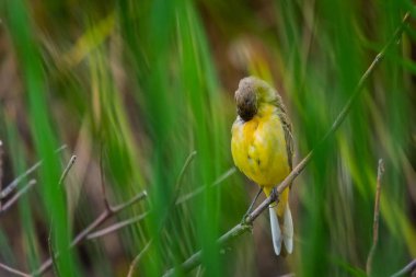 Genç dal, Rüzgar ve yeşil bir alana arka planı sarı Kuyruksallayan.