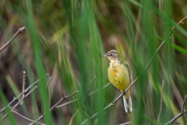 Genç dal, Rüzgar ve yeşil bir alana arka planı sarı Kuyruksallayan.