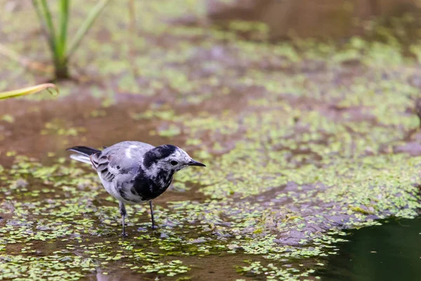 Fiatal Fehér Fogaskerék Vagy Motacilla Alba Vadon Élő Természetben — Stock Fotó