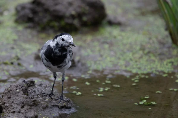 Mladistvý Bílý Ocas Nebo Motacilla Alba Divoké Přírodě — Stock fotografie