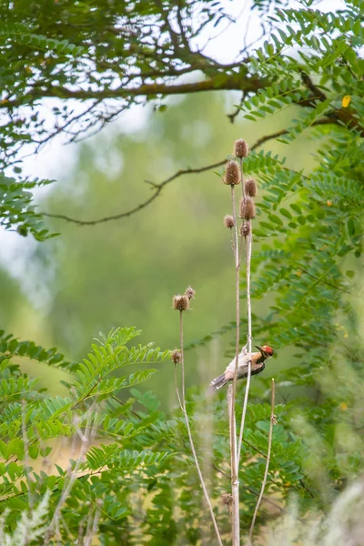 Pica Pau Sírio Dendrocopos Syriacus Natureza Selvagem — Fotografia de Stock