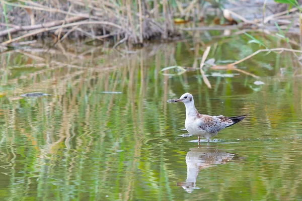 Gull River Water Wild Nature Birdwatching — Stock Photo, Image