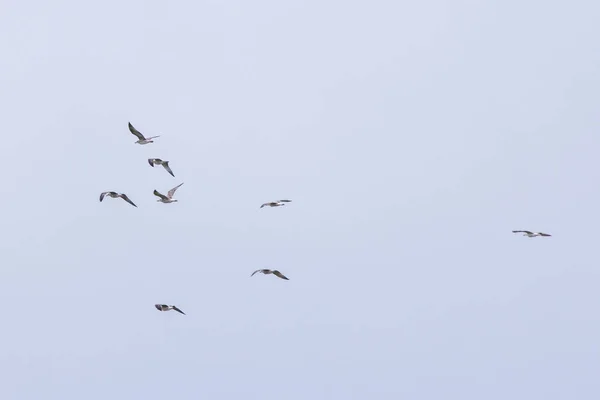 Flock Seagulls Sky — Stock Photo, Image