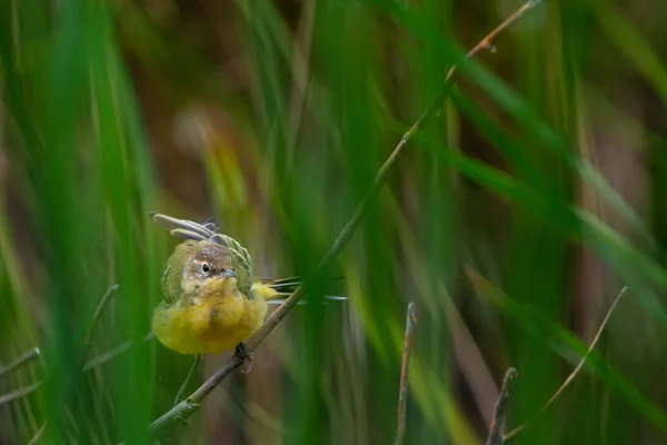 Желтый Хвост Молодой Ветке Ветру Фоне Зеленого Поля — стоковое фото