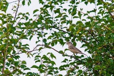Vahşi doğada genç çubuklu ötleğeni veya Sylvia nisoria.