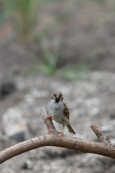 Zbliżenie Sparrow Gałęzi Drzewa — Zdjęcie stockowe