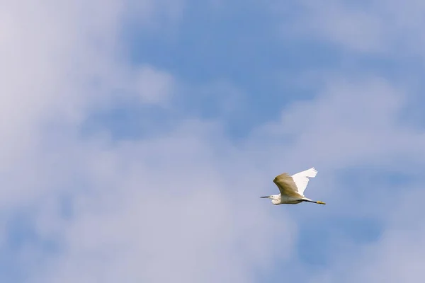 Batı Resif Balıkçıl Egretta Gularis Vahşi Doğada — Stok fotoğraf