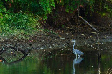 Gri balıkçıl veya Ardea cinerea kirli nehirde durgunluk.