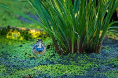 Bluethroat ya da Luscinia Svecica vahşi doğada.