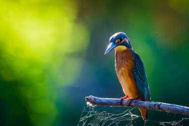 Avrupa 'da yaygın olan Kingfisher veya Alcedo nehrin yukarısındaki bir çubukta oturur ve balık avlar. Bu serçe büyüklüğünde kuş tipik bir kısa kuyruklu, büyük başlı balıkçı profiline sahip..
