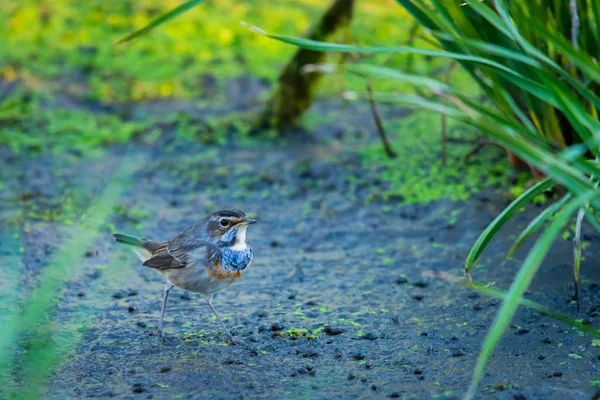 Bluethroat Luscinia Svecica Natureza Selvagem — Fotografia de Stock