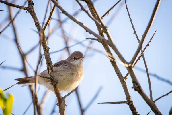 Reed Warbler Eurasiano Acrocephalus Scirpaceus Perto — Fotografia de Stock