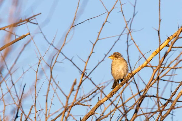 Young Red Backed Shrike Lanius Collurio Sitting Branch — Stock Photo, Image