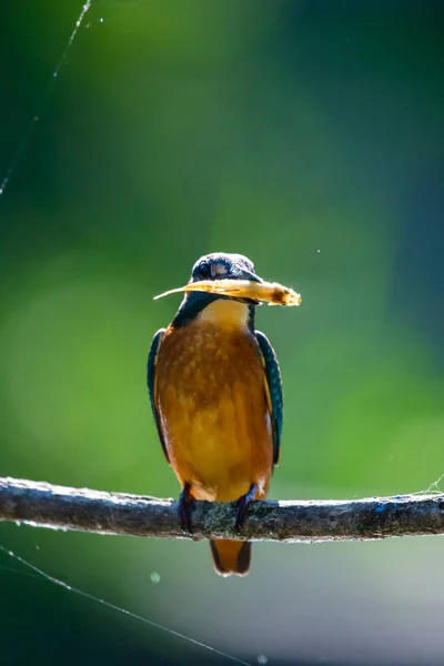 Kingfisher Alcedo Atthis Poleiros Com Presa Ramo — Fotografia de Stock