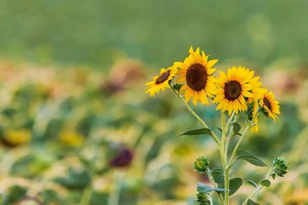 Blommande Solros Blomma Fältet Gård — Stockfoto