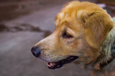 Bilinmeyen doğurmak bir sevimli köpek portresi.