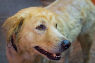 Bilinmeyen doğurmak bir sevimli köpek portresi.