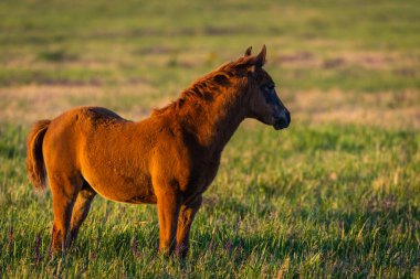 Yeşil çayırda genç ve vahşi bir tay..