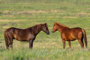 Vahşi atlar gün batımında çayırda otlar..