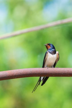 Kırlangıcı veya Hirundo rustica veya swift, güzel siyah kuş yeşil yüz üzerinde metal boru üzerinde yeşil tıraşlama ile arka plan bulanıklık