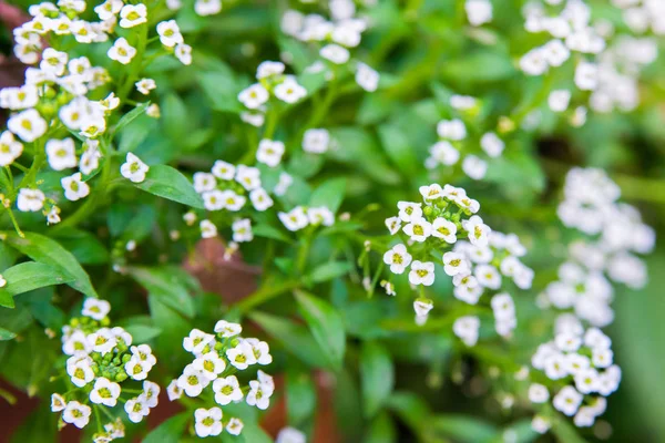 Fundo Flores Brancas Pouco Florescendo Arbusto — Fotografia de Stock