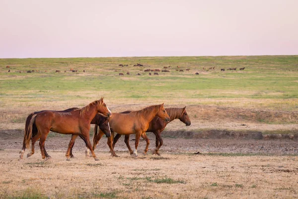 Wild horses grazing in a meadow at sunrise. Concept Freedom in nature