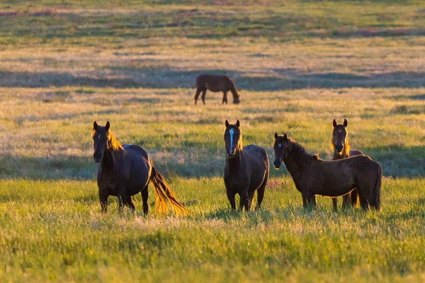 Wild horses grazing in a meadow at sunrise. Concept Freedom in nature