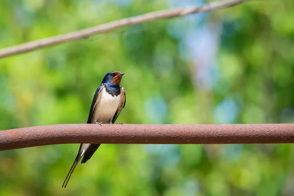 Barn Swallow Hirundo Rustica Swift Lovely Black Bird Green Face — Stock Photo, Image