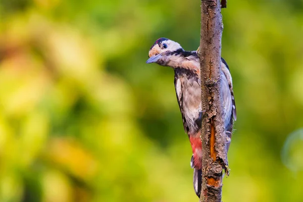 Syrischer Specht Oder Dendrocopos Syriacus Dicht Ast — Stockfoto