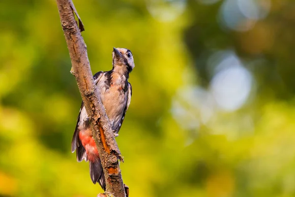 Syrischer Specht Oder Dendrocopos Syriacus Dicht Ast — Stockfoto