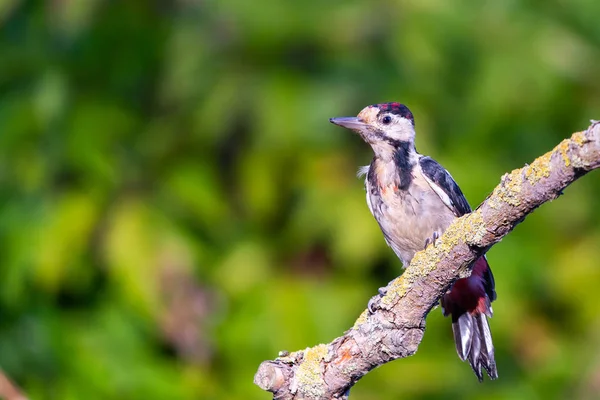 Syrian Woodpecker Dendrocopos Syriacus Close Branch — Stock Photo, Image