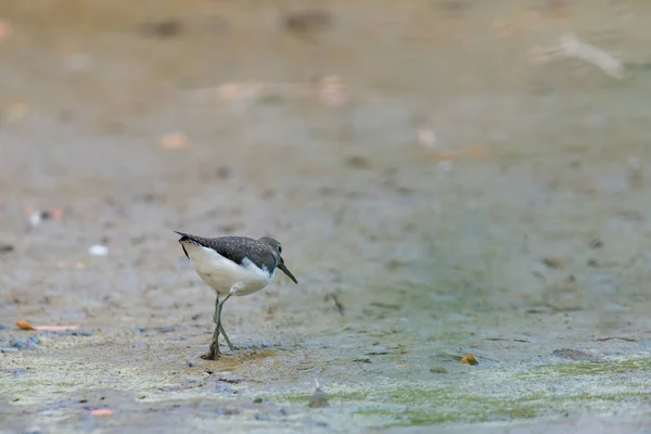 Erdei Cankó Vagy Tringa Ochropus Séta Partján — Stock Fotó