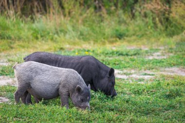 Vietnam çömlek göbekli domuzu çayırda